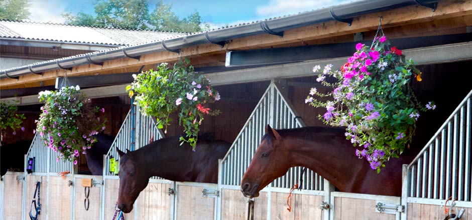 Sillaton Farm Stables - and flowers